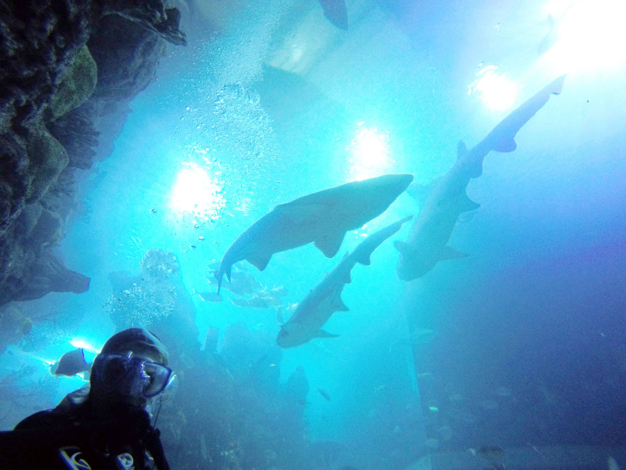 Shark Diving