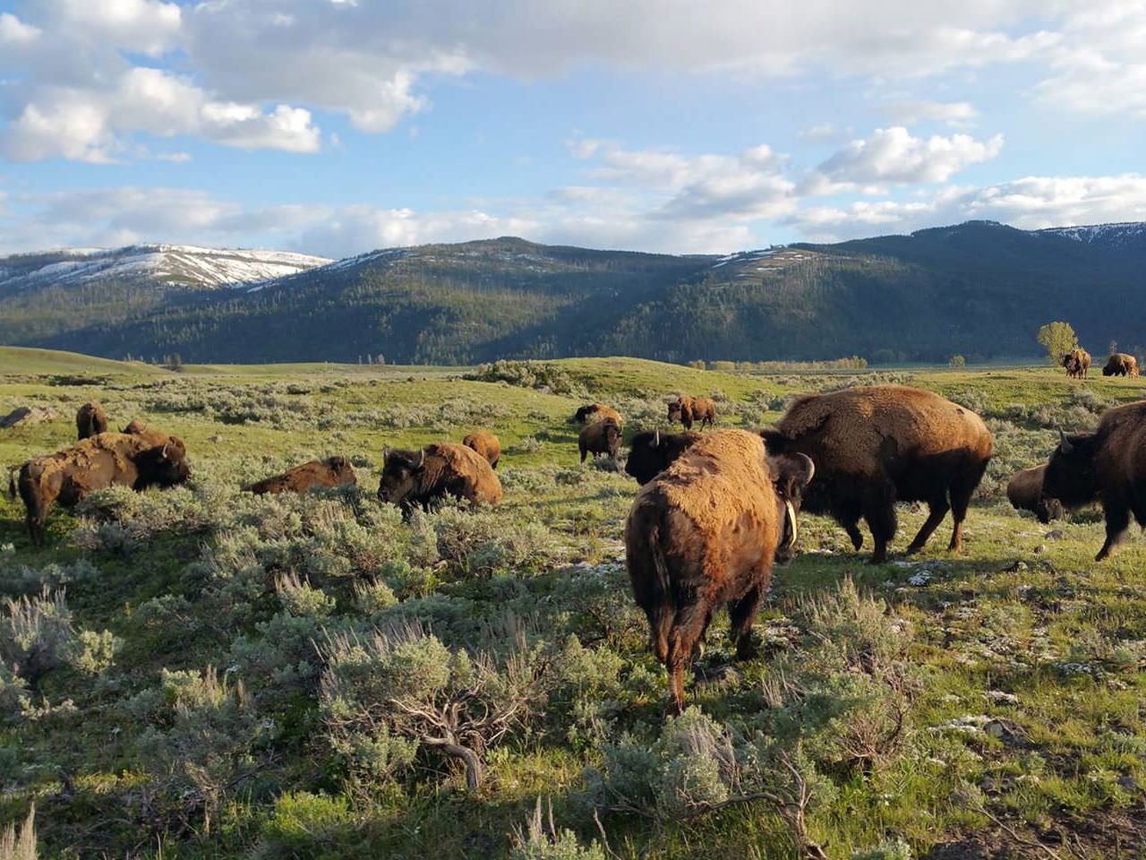 Yellowstone National Park